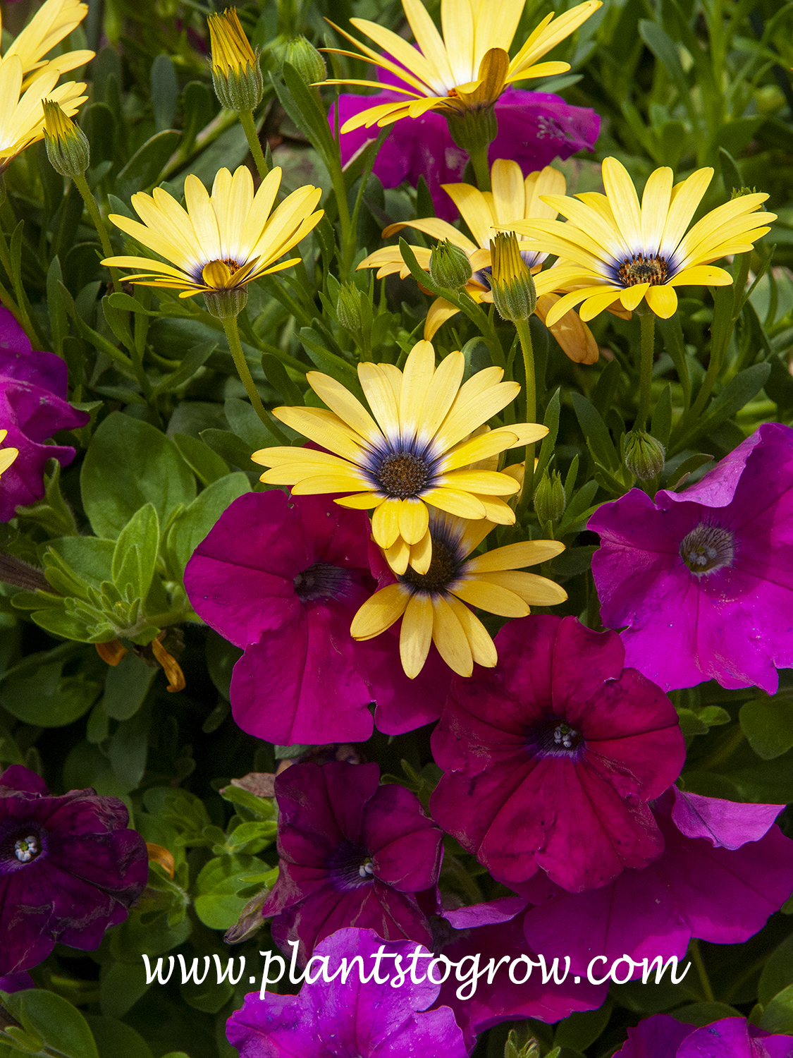 African Daisy 'Lemon Symphony' (Osteospermum) | Plants To Grow Plants